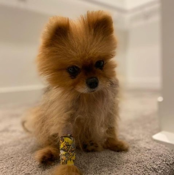 Meet your Posher, Mike - Picture 1 of 1